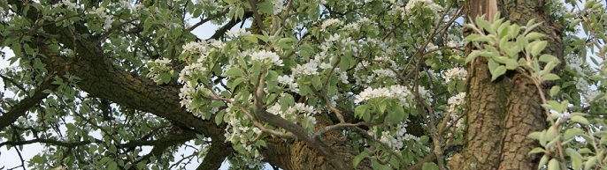 Tuinonderhoud Voorthuizen