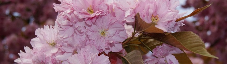 Tuinonderhoud Wageningen